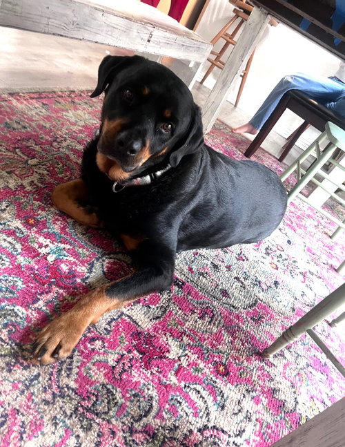 picture of the dog needing adoption