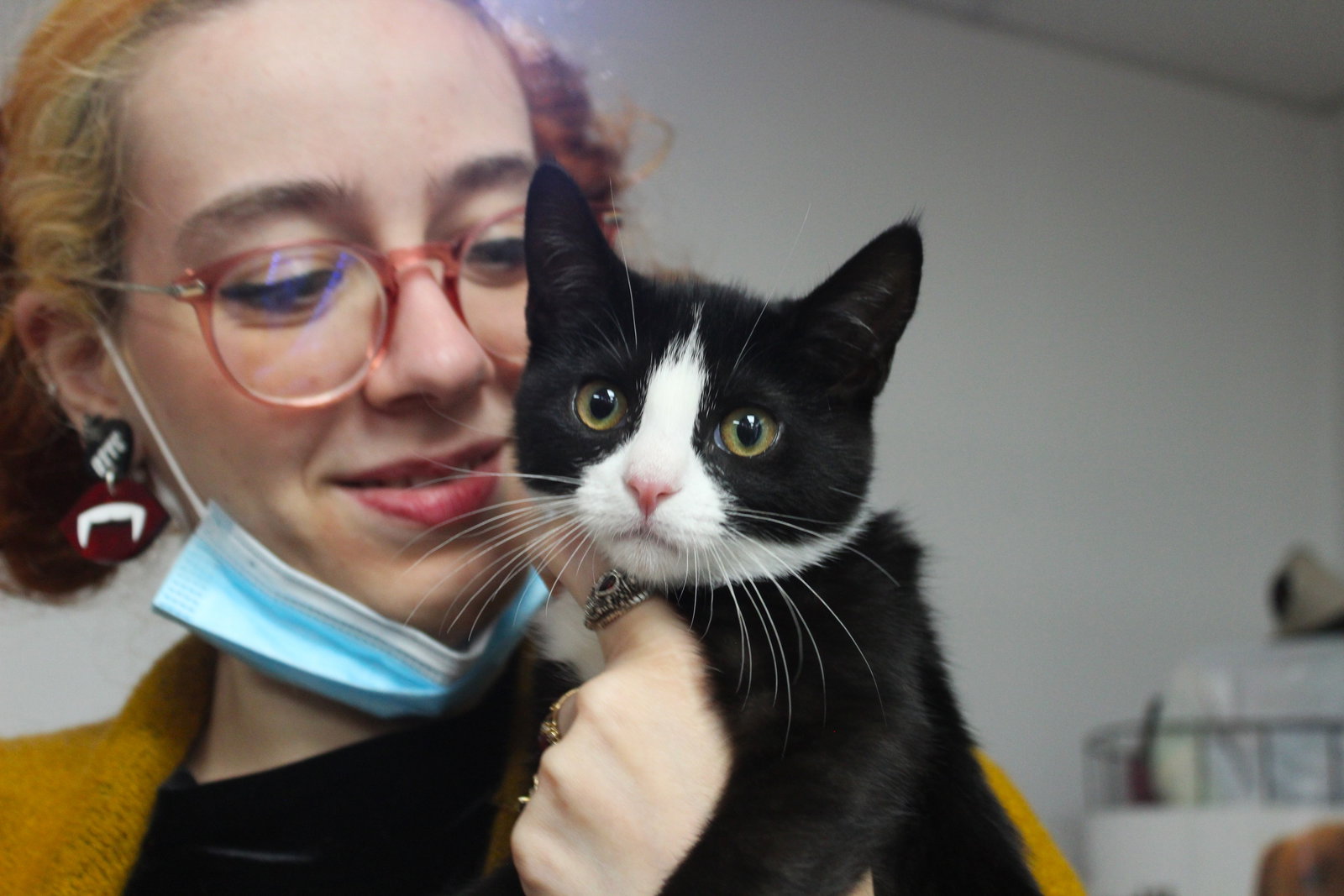 Cats for Adoption in New York City, New York Alpha Paw