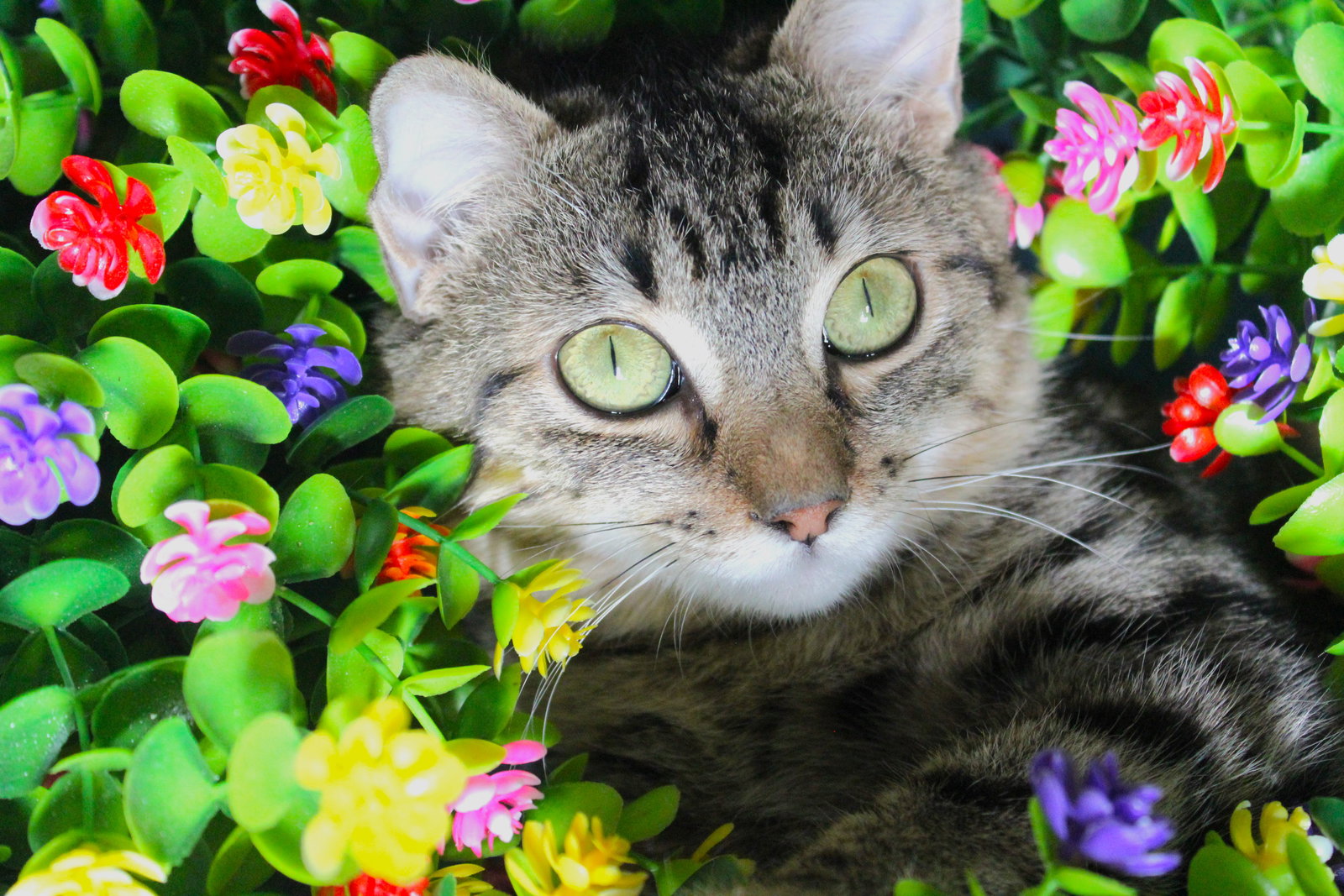 Cats for Adoption in Morris County, New Jersey | Alpha Paw
