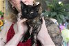 adoptable Cat in brooklyn, NY named Ramona