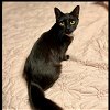 adoptable Cat in , NY named Elvira