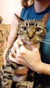 adoptable Cat in  named Besa