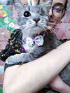 adoptable Cat in Brooklyn, NY named Bitty Bit