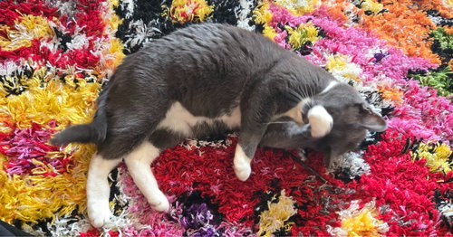 picture of the cat needing adoption