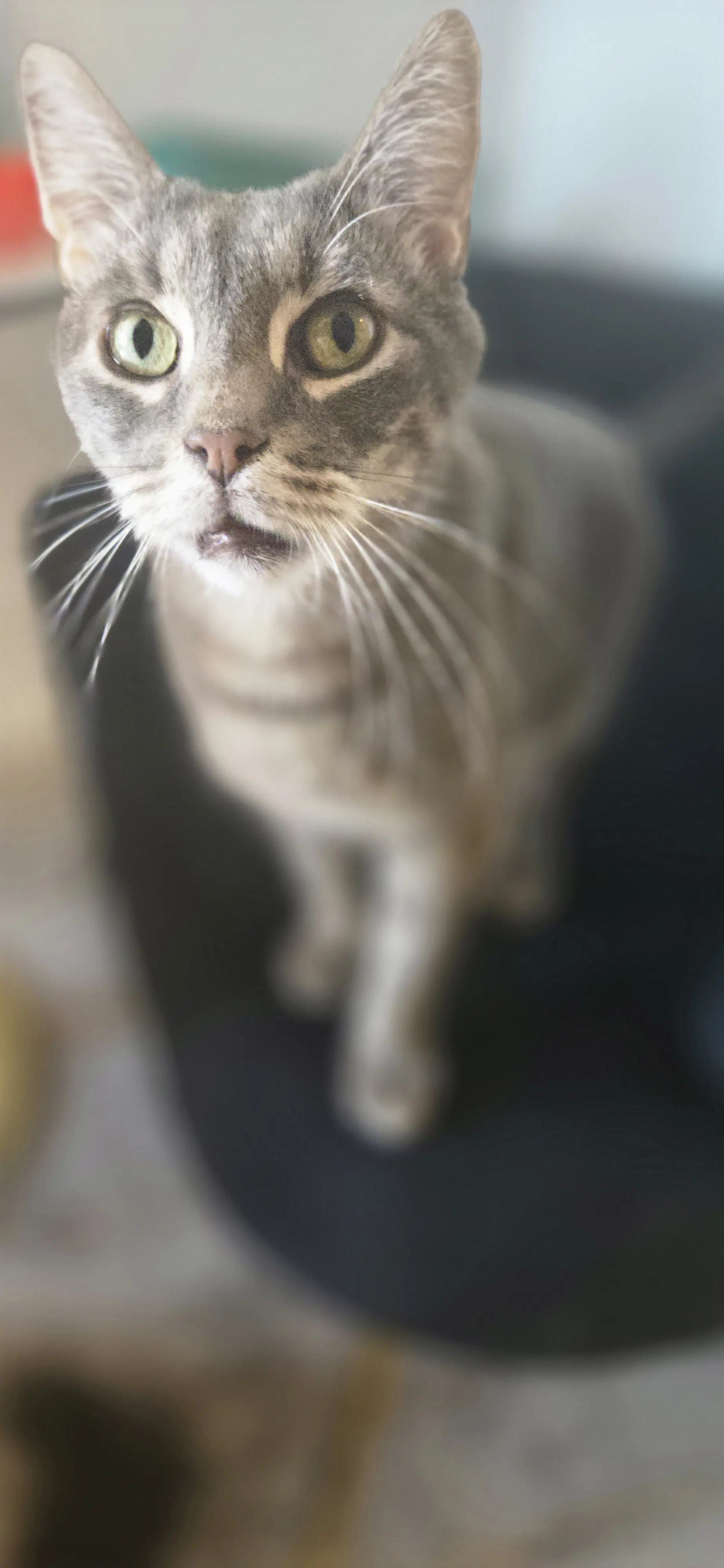 Bootsy - Domestic Short Hair