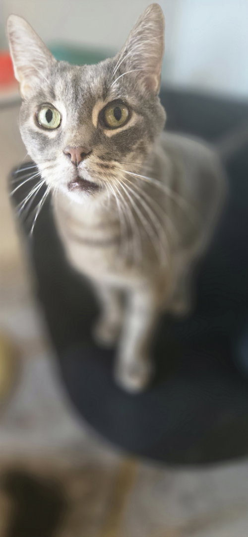 picture of the cat needing adoption