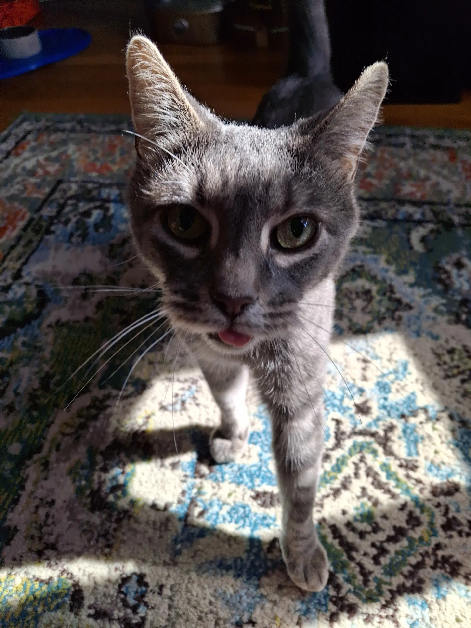 Bootsy image 3