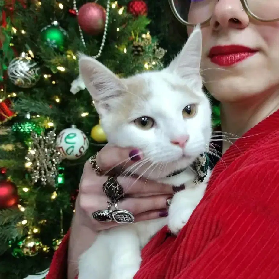 Pumpkin Pie - Domestic Short Hair