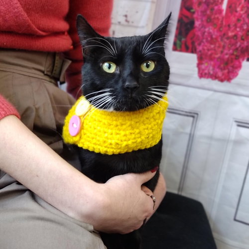 picture of the cat needing adoption