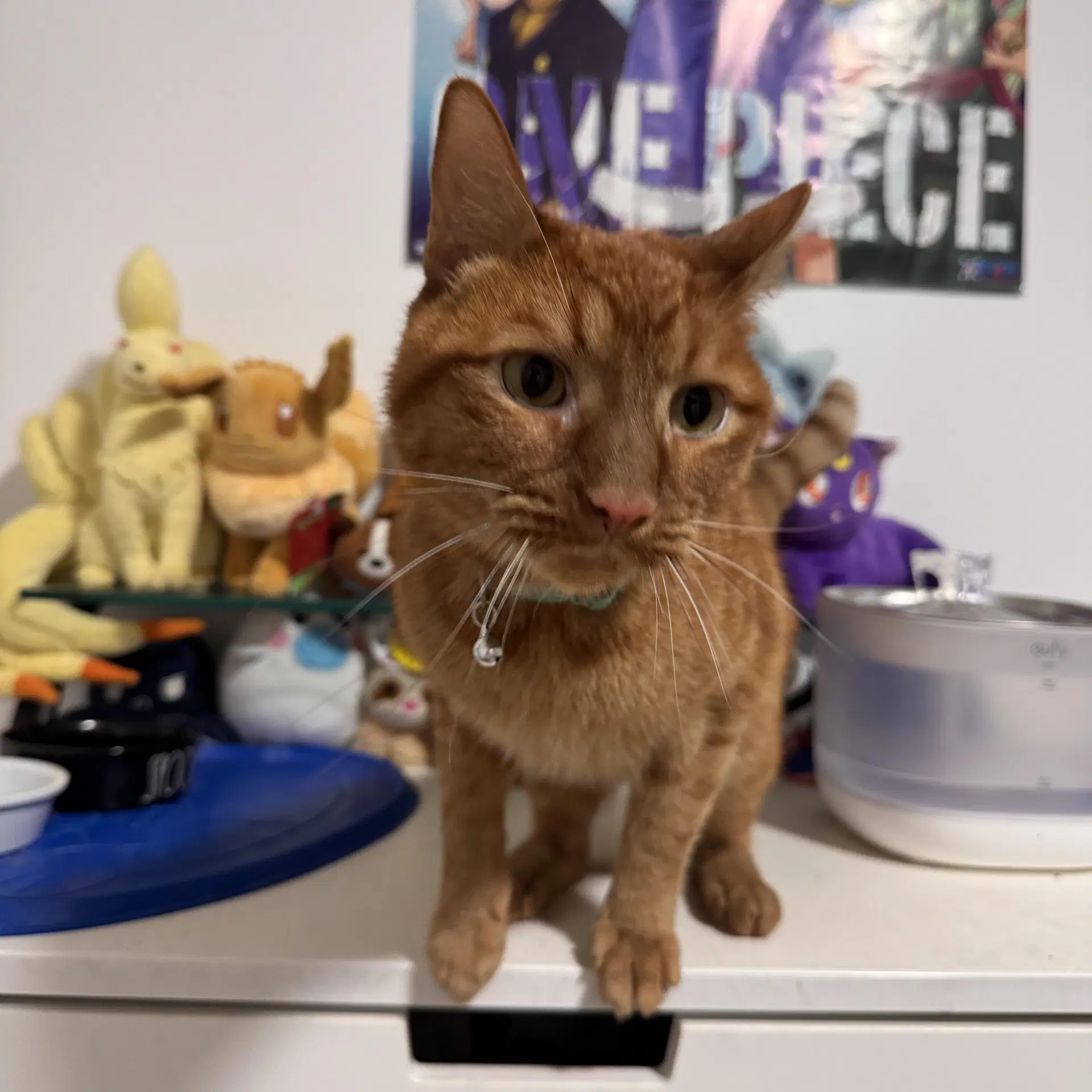 Simba - Tabby