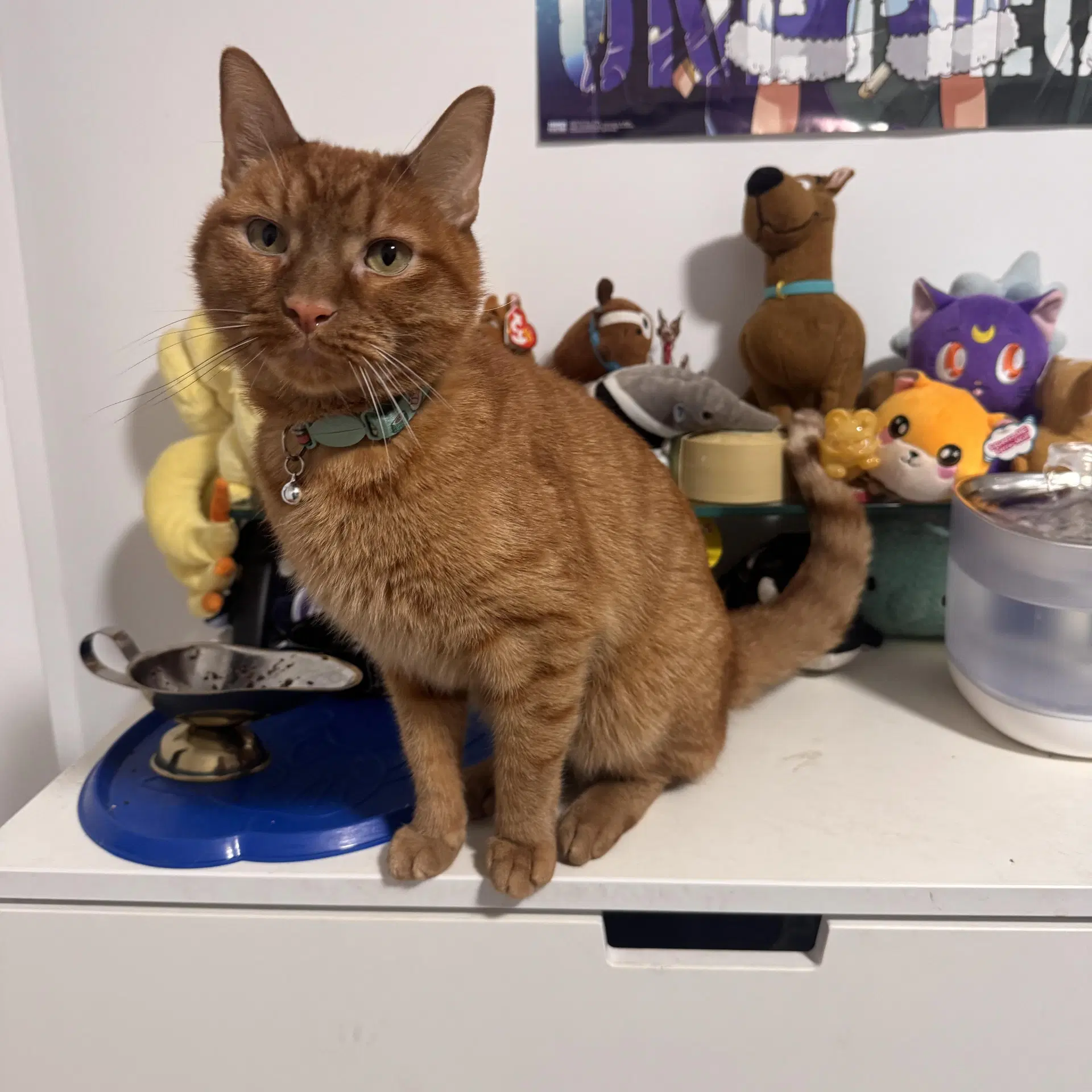 Simba image 2