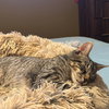 Gus - Photo 2