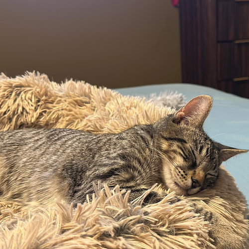GUS - Tabby available for adoption