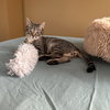Gus - Photo 3