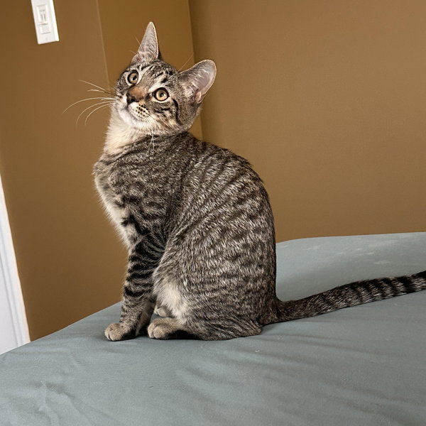 Gus