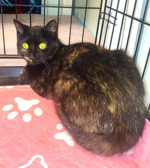 picture of the cat needing adoption