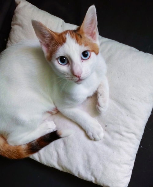 Grace, an adoptable Calico in BROOKLYN, NY