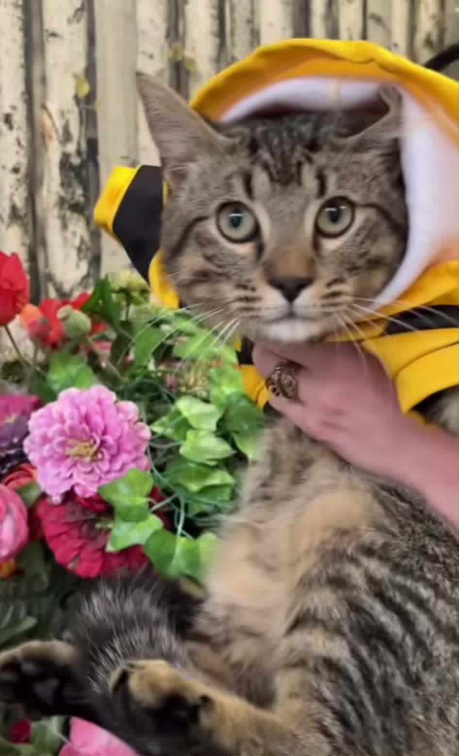 General Mayhem - Tabby