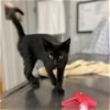 adoptable Cat in , WY named Anise