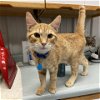 adoptable Cat in , WY named Admiral