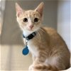 adoptable Cat in , WY named Alex