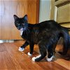 adoptable Cat in evansville, IN named Catwoman