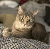 adoptable Cat in evansville, IN named Matilda