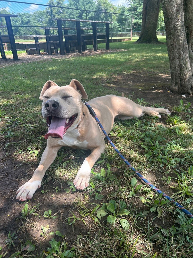 adoptable Dog in Evansville, IN named Amity