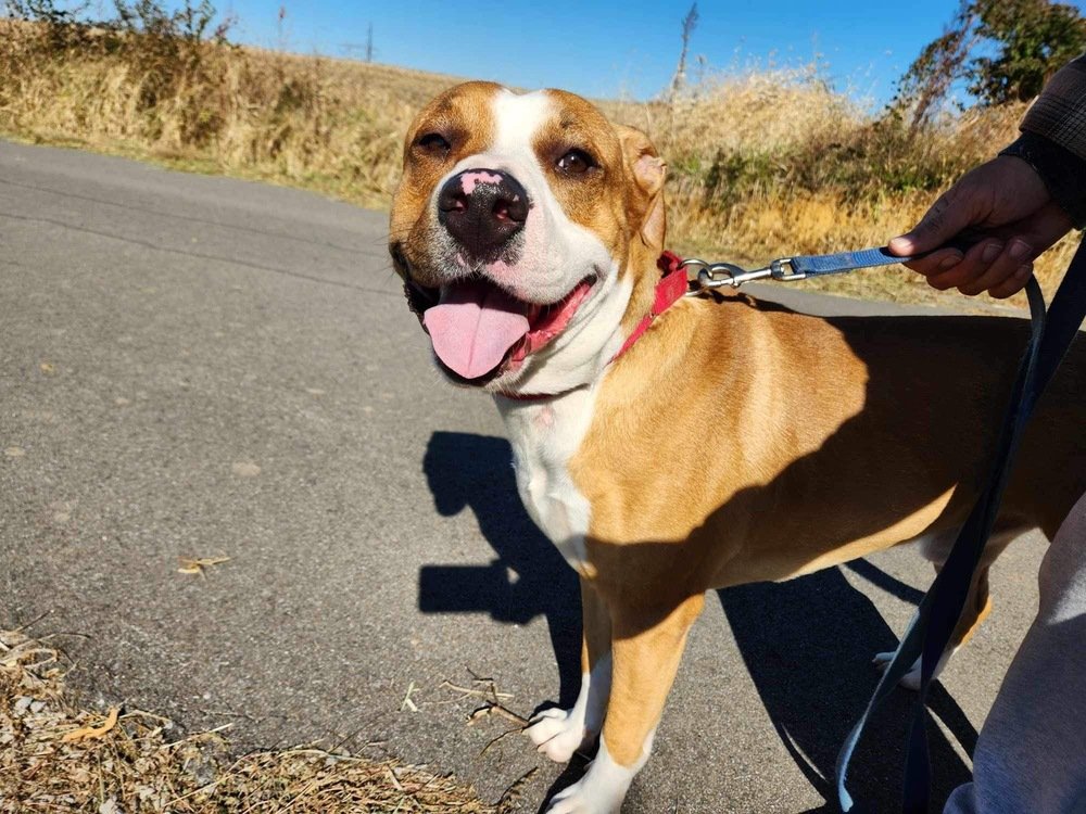 adoptable Dog in Evansville, IN named JR
