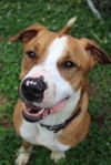 adoptable Dog in Evansville, IN named JR