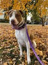 adoptable Dog in  named Rosey