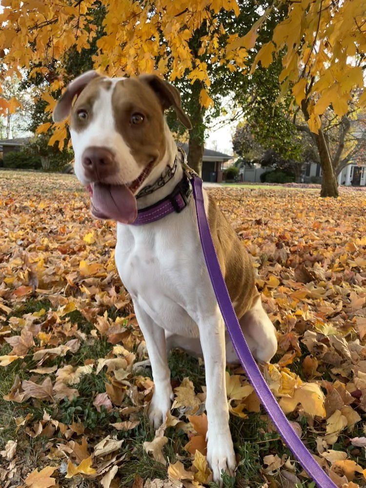 adoptable Dog in Evansville, IN named Rosey