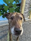 adoptable Dog in evansville, IL named Pistacio