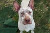 adoptable Dog in evansville, IL named Pal