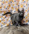 adoptable Cat in evansville, IN named Dama
