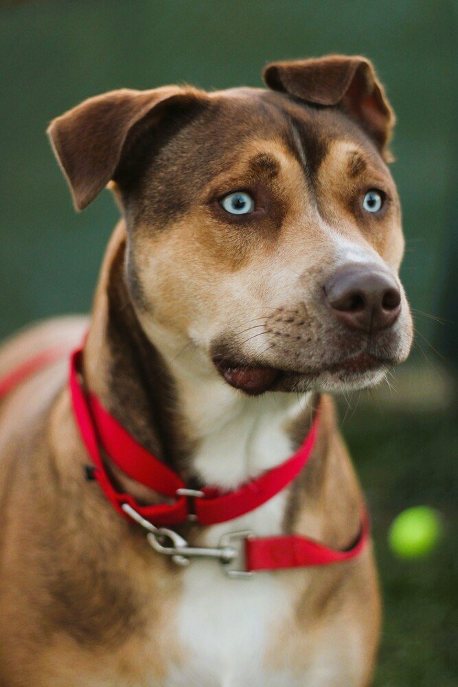 adoptable Dog in Evansville, IN named Skye