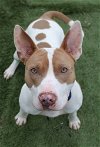 adoptable Dog in  named Norman