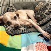 adoptable Dog in evansville, IN named Miley