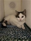 adoptable Cat in evansville, IN named Cow