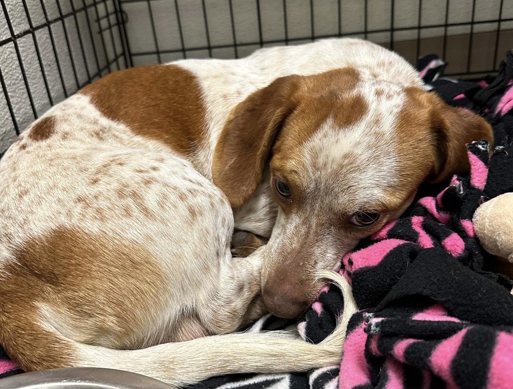 adoptable Dog in Evansville, IN named Gunner
