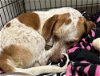 adoptable Dog in evansville, IL named Gunner