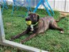 adoptable Dog in evansville, IL named Michelle