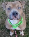 adoptable Dog in evansville, IL named Escrow