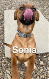 adoptable Dog in evansville, IL named Sonia