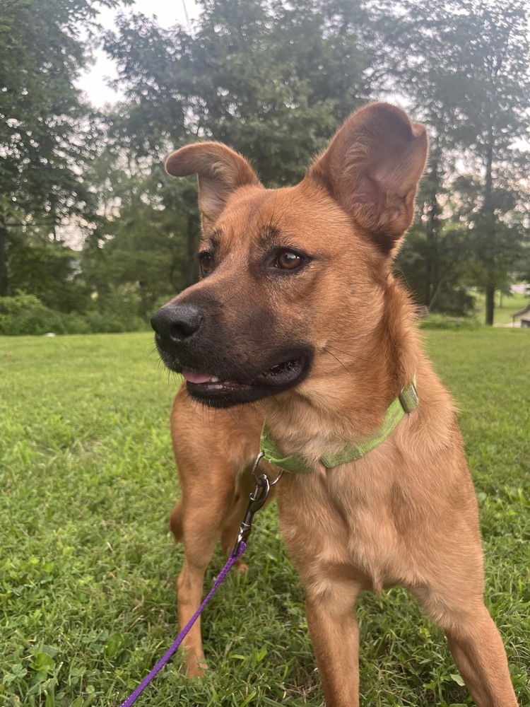 adoptable Dog in Evansville, IN named Sheila