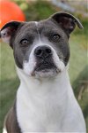 adoptable Dog in evansville, IL named Sissy