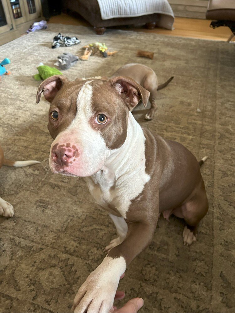 adoptable Dog in Evansville, IN named Geneva
