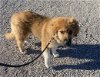adoptable Dog in evansville, IN named Tatum