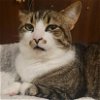 adoptable Cat in evansville, IL named Socks