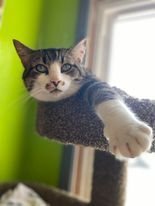 adoptable Cat in Evansville, IN named Socks